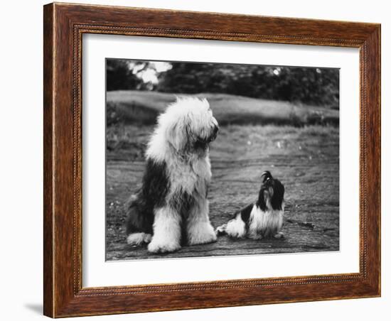 Old English Sheep Dog with Little Shih Tzu Dog-Yale Joel-Framed Photographic Print