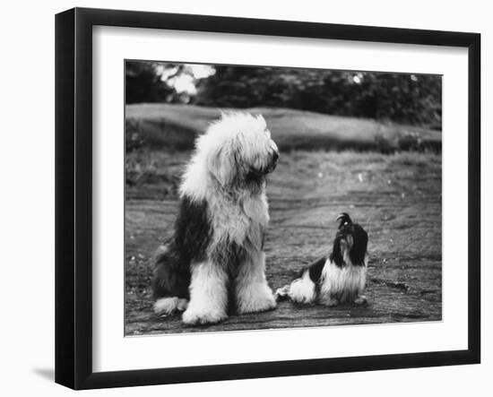 Old English Sheep Dog with Little Shih Tzu Dog-Yale Joel-Framed Photographic Print