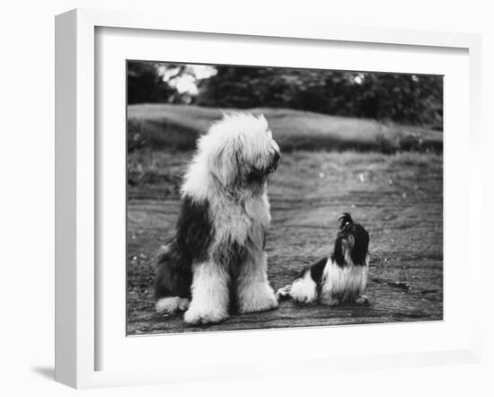 Old English Sheep Dog with Little Shih Tzu Dog-Yale Joel-Framed Photographic Print