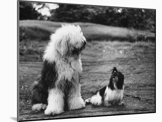 Old English Sheep Dog with Little Shih Tzu Dog-Yale Joel-Mounted Photographic Print
