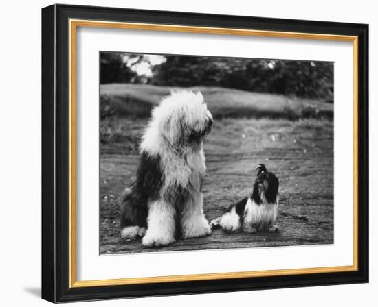 Old English Sheep Dog with Little Shih Tzu Dog-Yale Joel-Framed Photographic Print