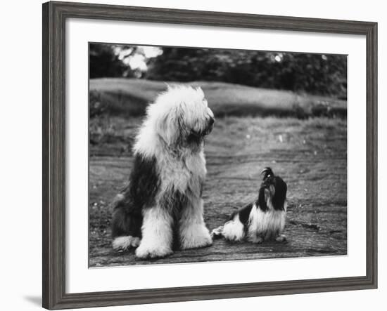 Old English Sheep Dog with Little Shih Tzu Dog-Yale Joel-Framed Photographic Print