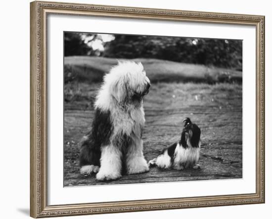 Old English Sheep Dog with Little Shih Tzu Dog-Yale Joel-Framed Photographic Print