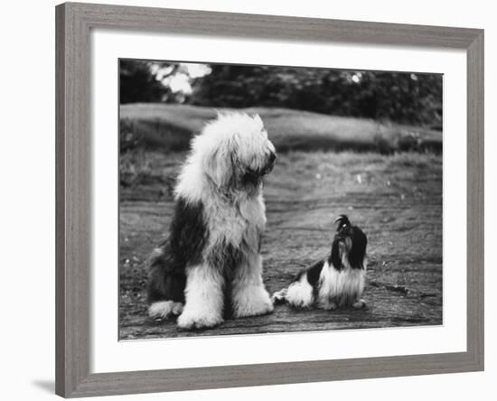 Old English Sheep Dog with Little Shih Tzu Dog-Yale Joel-Framed Photographic Print