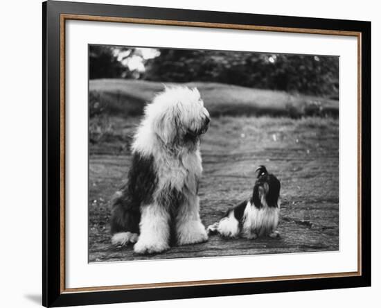 Old English Sheep Dog with Little Shih Tzu Dog-Yale Joel-Framed Photographic Print