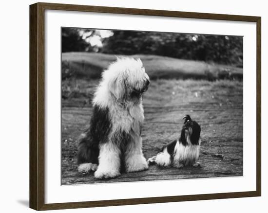 Old English Sheep Dog with Little Shih Tzu Dog-Yale Joel-Framed Photographic Print