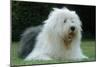 Old English Sheepdog pLying in Garden-null-Mounted Photographic Print