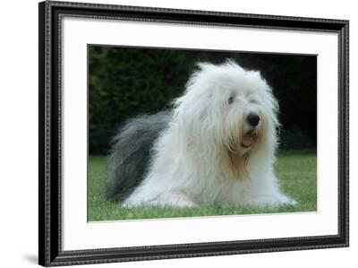 Old English Sheepdog pLying in Garden Photographic Print by | Art.com
