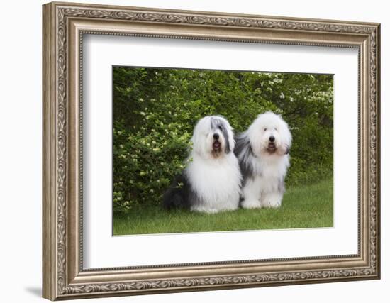 Old English Sheepdog-Lynn M^ Stone-Framed Photographic Print