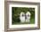 Old English Sheepdog-Lynn M^ Stone-Framed Photographic Print