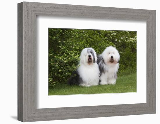 Old English Sheepdog-Lynn M^ Stone-Framed Photographic Print