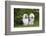 Old English Sheepdog-Lynn M^ Stone-Framed Photographic Print