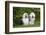 Old English Sheepdog-Lynn M^ Stone-Framed Photographic Print