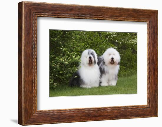 Old English Sheepdog-Lynn M^ Stone-Framed Photographic Print