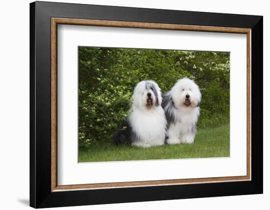 Old English Sheepdog-Lynn M^ Stone-Framed Photographic Print