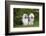 Old English Sheepdog-Lynn M^ Stone-Framed Photographic Print