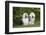 Old English Sheepdog-Lynn M^ Stone-Framed Photographic Print