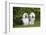 Old English Sheepdog-Lynn M^ Stone-Framed Photographic Print