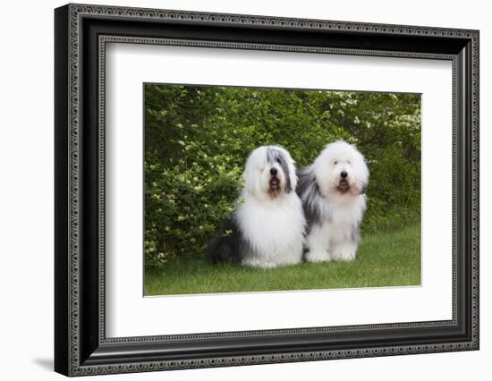 Old English Sheepdog-Lynn M^ Stone-Framed Photographic Print