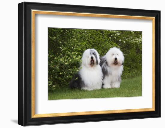 Old English Sheepdog-Lynn M^ Stone-Framed Photographic Print