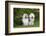 Old English Sheepdog-Lynn M^ Stone-Framed Photographic Print