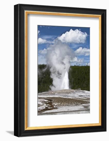 Old Faithful Erupting. Yellowstone National Park, Wyoming, USA-Michel Hersen-Framed Photographic Print