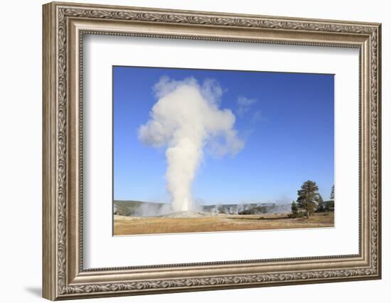 Old Faithful Geyser Blowing, Yellowstone National Park, Wyoming, USA-Mark Taylor-Framed Photographic Print