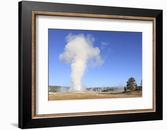 Old Faithful Geyser Blowing, Yellowstone National Park, Wyoming, USA-Mark Taylor-Framed Photographic Print