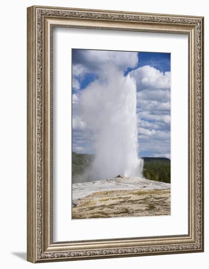 Old Faithful Geyser, Upper Geyser Basin, Yellowstone National Park, Wyoming, U.S.A.-Gary Cook-Framed Photographic Print