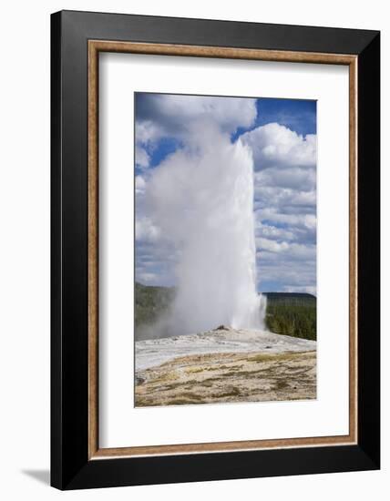 Old Faithful Geyser, Upper Geyser Basin, Yellowstone National Park, Wyoming, U.S.A.-Gary Cook-Framed Photographic Print