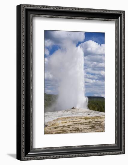 Old Faithful Geyser, Upper Geyser Basin, Yellowstone National Park, Wyoming, U.S.A.-Gary Cook-Framed Photographic Print