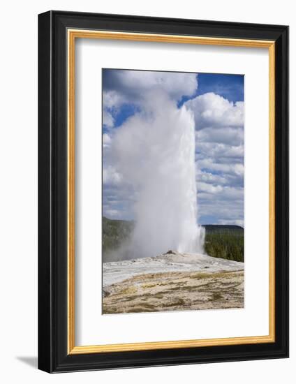 Old Faithful Geyser, Upper Geyser Basin, Yellowstone National Park, Wyoming, U.S.A.-Gary Cook-Framed Photographic Print