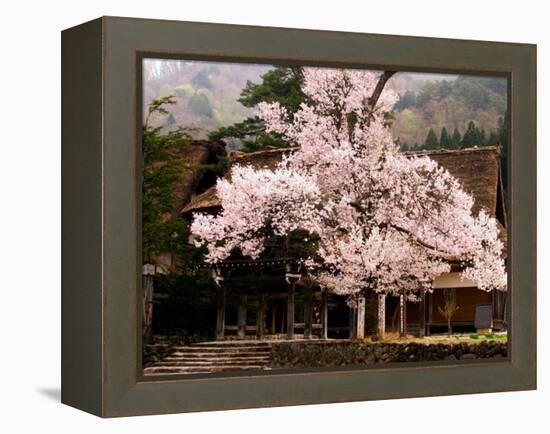Old Farm House and Cherry Blossoms-null-Framed Premier Image Canvas