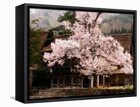Old Farm House and Cherry Blossoms-null-Framed Premier Image Canvas