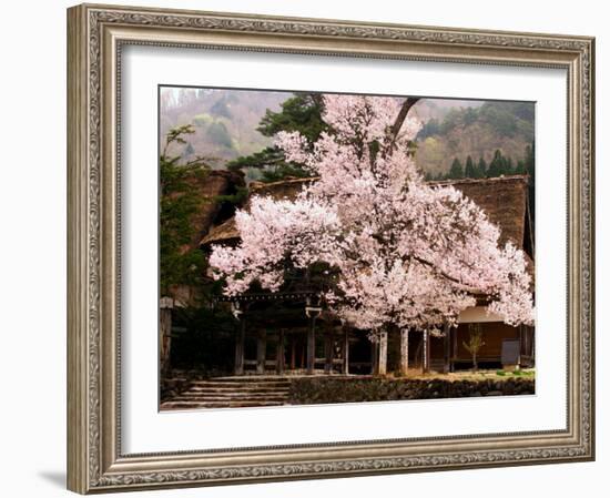 Old Farm House and Cherry Blossoms-null-Framed Photographic Print