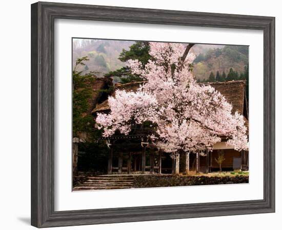 Old Farm House and Cherry Blossoms-null-Framed Photographic Print