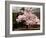 Old Farm House and Cherry Blossoms-null-Framed Photographic Print