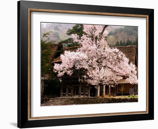 Old Farm House and Cherry Blossoms-null-Framed Photographic Print