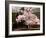 Old Farm House and Cherry Blossoms-null-Framed Photographic Print