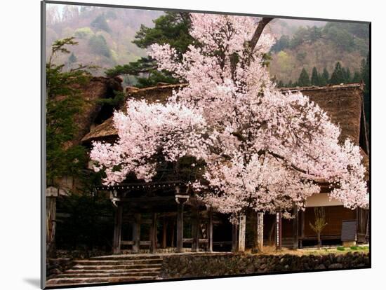 Old Farm House and Cherry Blossoms-null-Mounted Photographic Print