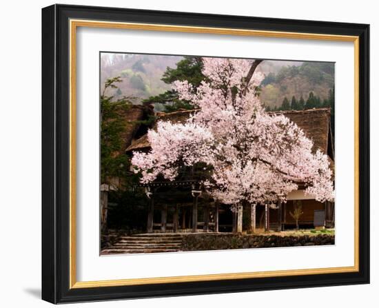 Old Farm House and Cherry Blossoms-null-Framed Photographic Print