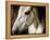 Old Friend-Stephen Arens-Framed Premier Image Canvas