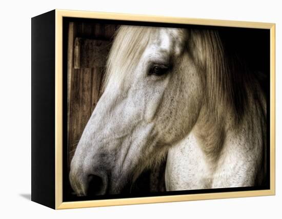 Old Friend-Stephen Arens-Framed Premier Image Canvas