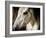 Old Friend-Stephen Arens-Framed Photographic Print