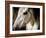 Old Friend-Stephen Arens-Framed Photographic Print