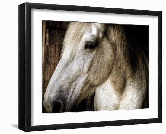 Old Friend-Stephen Arens-Framed Photographic Print