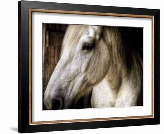 Old Friend-Stephen Arens-Framed Photographic Print