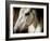 Old Friend-Stephen Arens-Framed Photographic Print