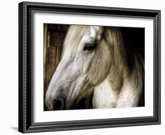 Old Friend-Stephen Arens-Framed Photographic Print