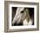 Old Friend-Stephen Arens-Framed Photographic Print